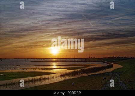 Le pâturage des moutons par la rivière Ems au coucher du soleil, Frise orientale, Basse-Saxe, Allemagne Banque D'Images