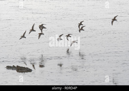 D'une volée d'oiseaux qui survolent le Dollard à marée basse, Frise orientale, Basse-Saxe, Allemagne Banque D'Images