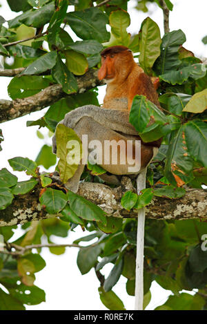 Proboscis Monkey (Nasalis larvatus) assis dans l'arbre, parc national de Bako, Sarawak, Bornéo, Malaisie Banque D'Images