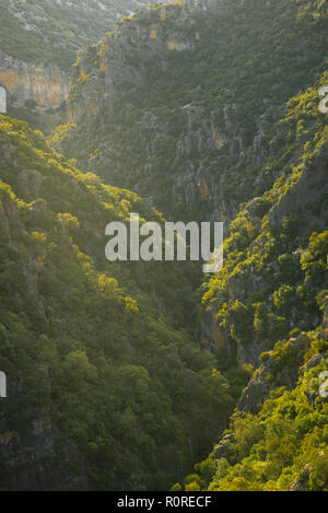 Pentes boisées, la Gorge verte, Garganta Verde, Sierra de Cádiz, Cadix, Espagne Banque D'Images