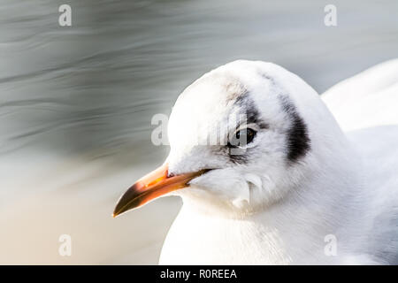 Sea Gull close-up une dérive sur l'eau du lac avec de beaux bokeh background Banque D'Images