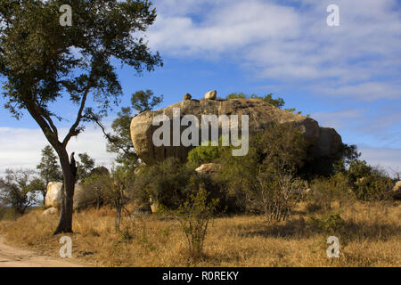 Gros rocher en Kruger National Park Banque D'Images