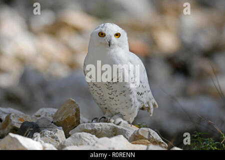 Le harfang des neiges (Bubo scandiacus), Comité permanent sur les pierres, captive, Allemagne Banque D'Images