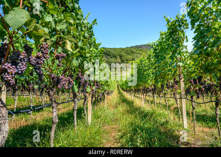 Le bleu raisin, vigne, le lac de Caldaro, Caldaro, le Trentin, le Tyrol du Sud, Italie Banque D'Images