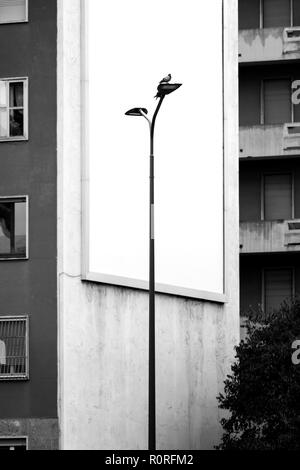 Oiseau sur un lampadaire en face d'un panneau vide sur la façade du palais Banque D'Images