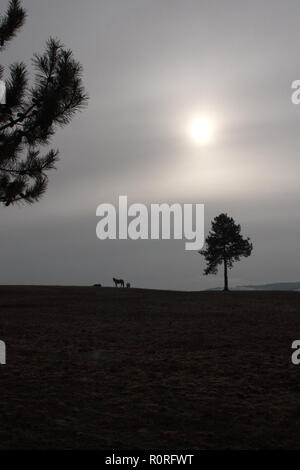 Les chevaux qui se profile dans le brouillard Banque D'Images