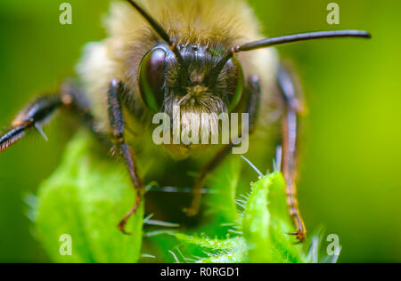 Gros plan extrême nord macro bourdon Bombus, borealis orange Banque D'Images