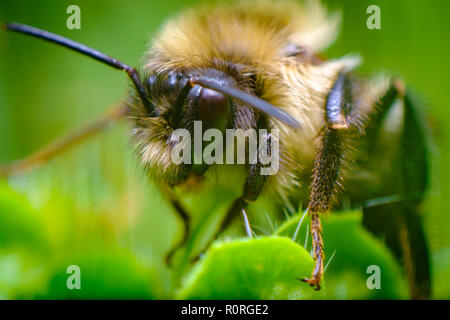 Gros plan extrême nord macro bourdon Bombus, borealis orange Banque D'Images