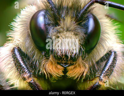 Gros plan extrême nord macro bourdon Bombus, borealis orange Banque D'Images