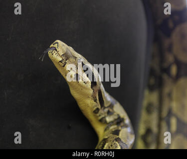 Python Banque D'Images