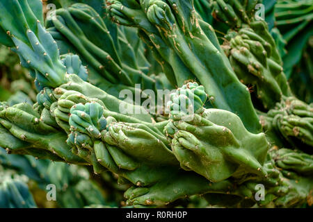 Cereus Hildmannianus succulentes cactus désert vert Banque D'Images