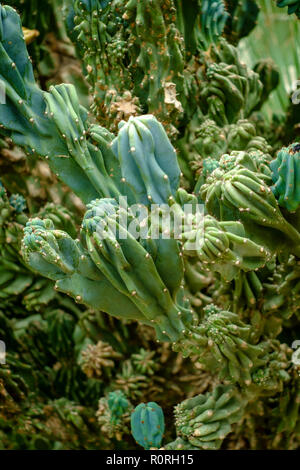 Cereus Hildmannianus succulentes cactus désert vert Banque D'Images