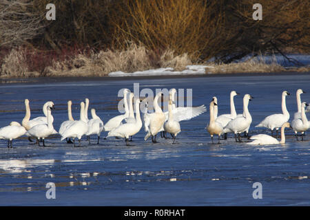 La migration des cygnes siffleurs sur la glace Banque D'Images