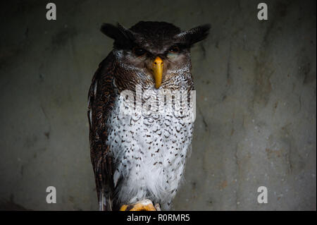 Portrait d'un Malaisien ou prescription-eagle owl (Bubo sumatranus). Banque D'Images