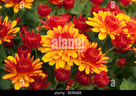 Close up of belle chrysanthème comme image d'arrière-plan. Banque D'Images