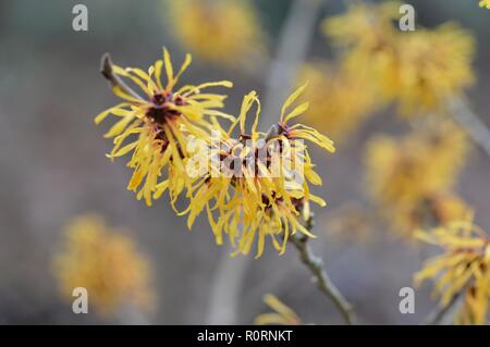 Hamamelis x intermedia harry Banque D'Images