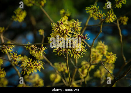 Hamamelis x intermedia Primavera Banque D'Images