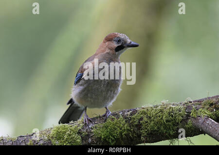 Les jeunes, Garrulus glandarius Eurasian Jay Banque D'Images