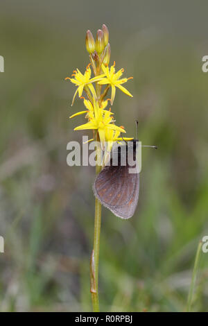 Erebia epiphron Ringlet, montagne, sur Bog Asphodel Banque D'Images