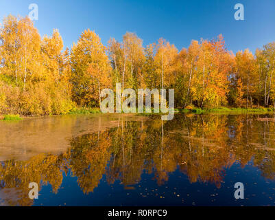 Fédération de paysage d'automne avec un étang de bouleaux, et la réflexion Banque D'Images