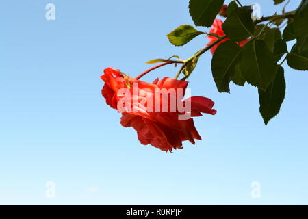 Rose rouge sur ciel bleu Banque D'Images