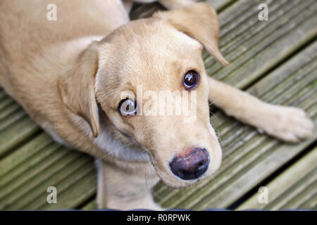 Chiot Labrador jusqu'à Banque D'Images