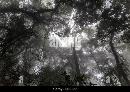 Misty tropical forest tôt le matin, perspective Vue de dessous Banque D'Images