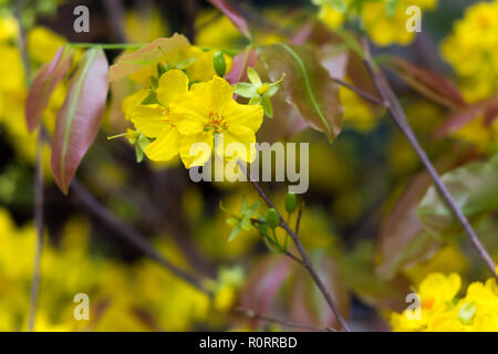 Arbre généalogique Mai Hoa (Ochna integerrima) fleur, nouvel an lunaire traditionnel au Vietnam Banque D'Images