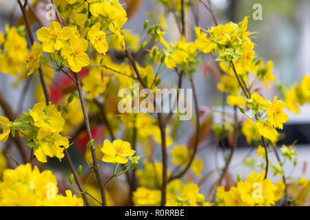 Arbre généalogique Mai Hoa (Ochna integerrima) fleur, nouvel an lunaire traditionnel au Vietnam Banque D'Images