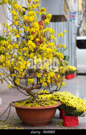 Arbre généalogique Mai Hoa (Ochna integerrima) à Saigon Street pour le nouvel an lunaire traditionnel au Vietnam Banque D'Images