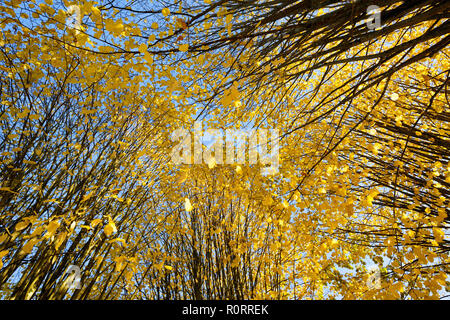 Vue grand angle du tilleul à partir de ci-dessous portant leurs couleurs d'automne jaune d'or Banque D'Images