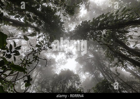 Misty tropical forest tôt le matin, perspective Vue de dessous Banque D'Images