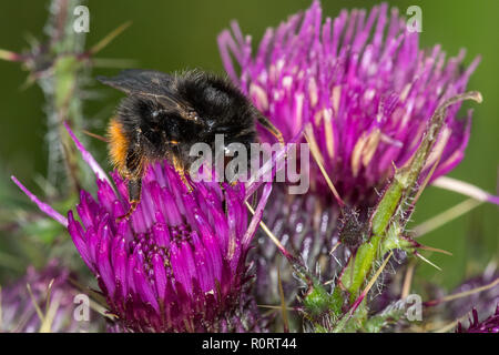 Red-shanked, Bumblebee Bombus ruderarius se nourrissant de Chardon, Cirsium arvense Banque D'Images