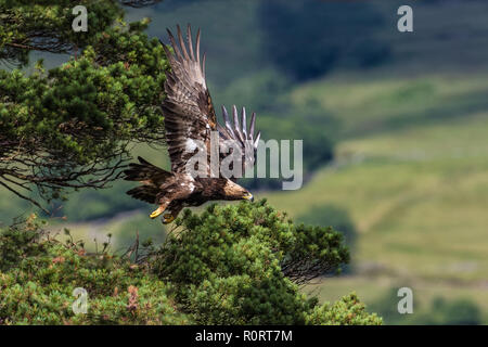 L'aigle royal, Aquila chrysaetos, taking flight Banque D'Images