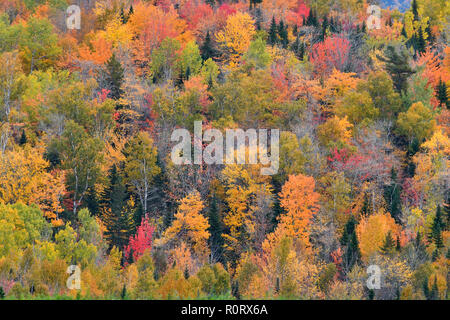 Une image paysage d'une forêt de feuillus avec les feuilles de ses arbres tournant l'automne lumineux rouge et jaune près de Sussex au Nouveau-Brunswick, Canada. Banque D'Images