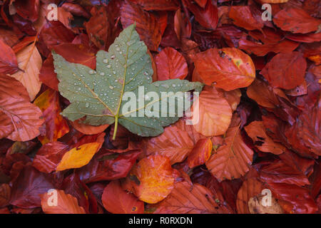 Feuilles vertes sur grund entre un autre orangle leafs Banque D'Images