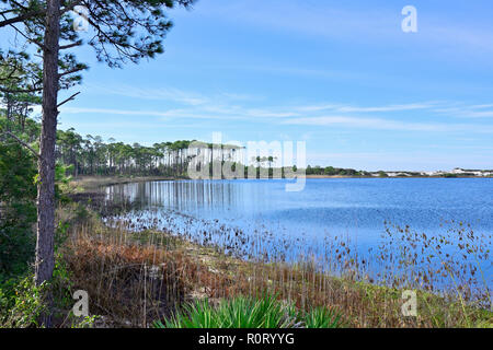 Pins des marais sur la rive opposée de l'ouest du lac, un lac de dunes côtières dans la région de Walton County Florida, USA à Grayton Beach State Park. Banque D'Images