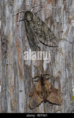 Ceratomia catalpae Catalpa, Sphinx, (en haut) et, Paonias excaecata Sphinx aveugle Banque D'Images