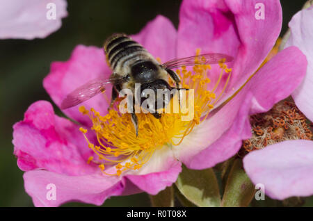 Abeilles coupeuses de feuilles, Megachile sp., sur Wild Rose, Rosa sp. Banque D'Images