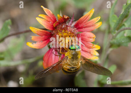 Horse Fly, Esenbeckia, incisuralis couverture sur fleur, Gaillardia sp. Banque D'Images