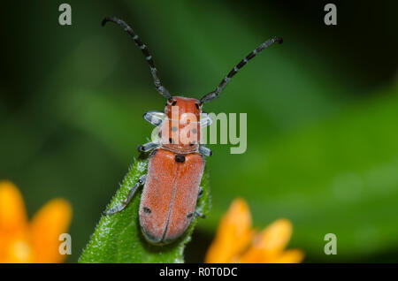 Longhorn l'asclépiade, Tetraopes sp., sur l'Orange, de l'ASCLÉPIADE (Asclepias tuberosa Banque D'Images