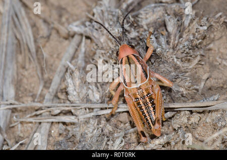 Sauterelle Brachystola plaines Lubber, Magna, nymphe Banque D'Images