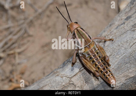 Sauterelle Brachystola plaines Lubber, Magna, nymphe tête frottant Banque D'Images