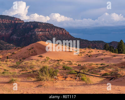 Dune, Crescent Coral Pink Sand Dunes State Park, Kanab, Utah. Banque D'Images