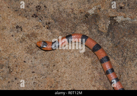 Motif Serpent, Sonora semiannulata Banque D'Images