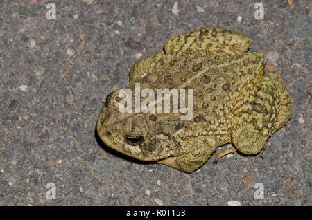 Le Crapaud de Woodhouse, Anaxyrus americanus Banque D'Images