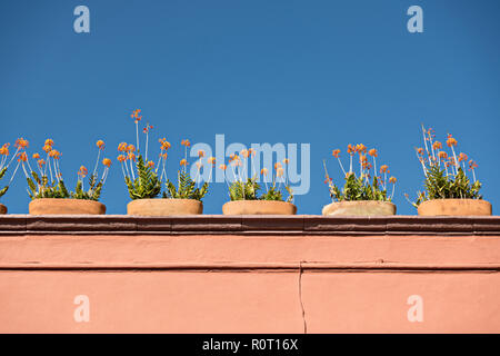 Des fleurs décorent un toit sur une maison de style colonial à San Miguel de Allende, Mexique. Banque D'Images