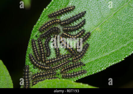 Damier Gorgone, Chlosyne gorgone, gregariously l'alimentation des larves sur le tournesol, Helianthus sp., feuille Banque D'Images