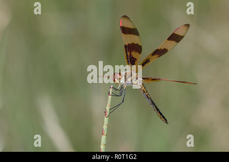 Fanion Halloween, Celithemis eponina, homme Banque D'Images