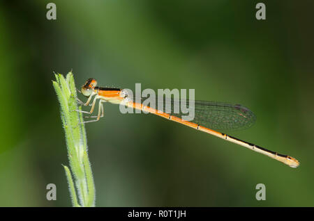 Citrine Forktail, d'Ischnura hastata, femme Banque D'Images